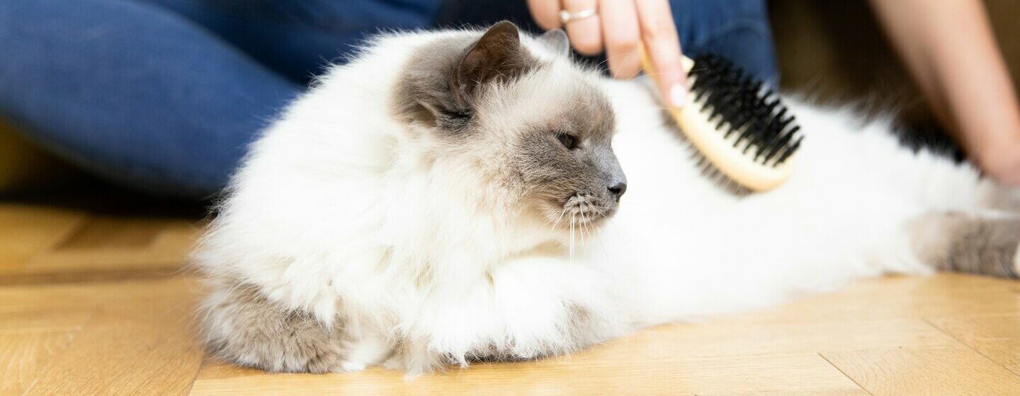 fluffy-white-cat-being-brushed